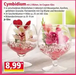 Norma Cymbidium mit 2 Blüten, im Cognac-Glas Angebot