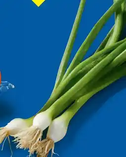 Lidl Lauchzwiebeln Angebot