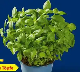 Lidl XXL-Basilikum Angebot