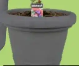 Thomas Philipps Pflanztopf Siena Angebot