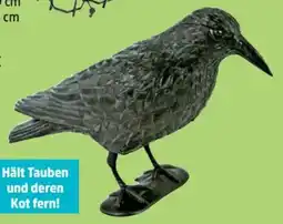 Thomas Philipps Taubenschreck Rabe Angebot