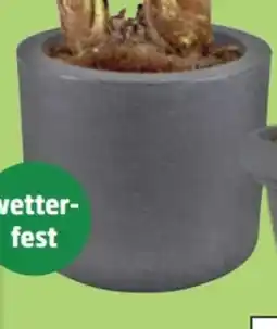 Thomas Philipps Blumenkübel Kubus Angebot