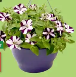 Thomas Philipps Petunien Ampeln Angebot