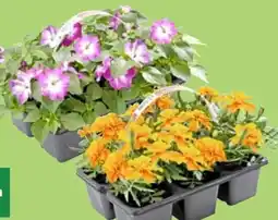 Thomas Philipps Beet- und Balkonpflanzen Angebot