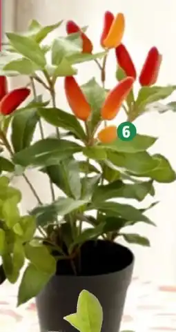 Thomas Philipps Künstlich Chili-pflanze Angebot