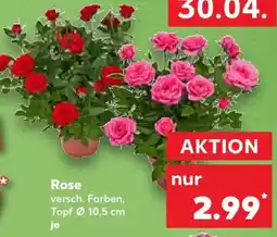 Kaufland Rose Angebot
