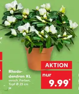 Kaufland Rhododendron XL Angebot