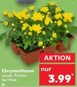 Kaufland Chrysantheme Angebot