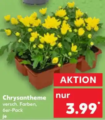 Kaufland Chrysantheme Angebot