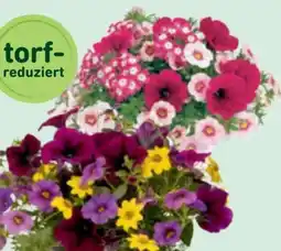 toom Baumarkt Sommerblumen-Trio Confetti Garden Angebot