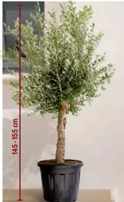 toom Baumarkt Olivenbaum Mediterrane Angebot