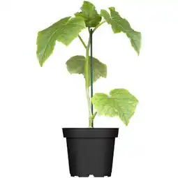 toom Baumarkt Toom Naturtalent Bio Melone Angebot