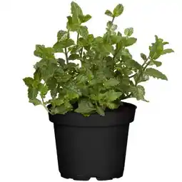 toom Baumarkt Toom Naturtalent Bio-Kräuter Cocktail & Smoothies Angebot