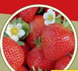 toom Baumarkt Toom Naturtalent Bio-Erdbeere Angebot