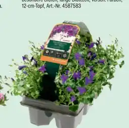 toom Baumarkt Toom Glockenblume Angebot