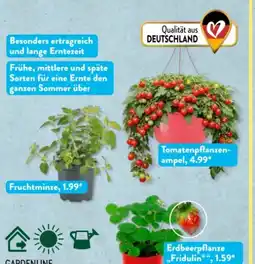 Aldi Süd Gardenline Erdbeere Angebot