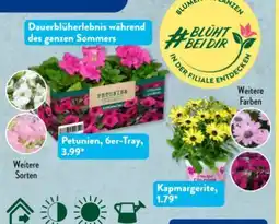Aldi Süd Gardenline Beetpflanzen Angebot