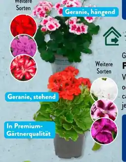 Aldi Süd Gärtners Schätze Premium-Geranie Angebot