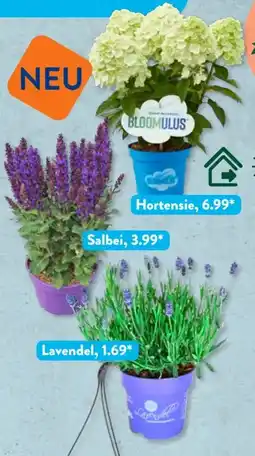 Aldi Süd Gardenline Weißer und violetter Garten Angebot