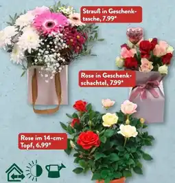 Aldi Süd Gardenline Muttertags-Schnittblumen Angebot