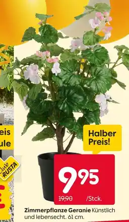 Rusta Zimmerpflanze geranie Angebot