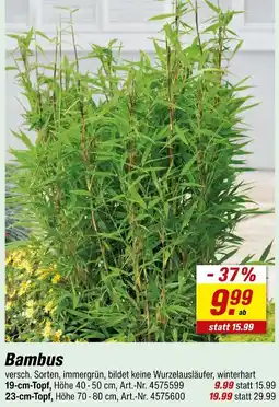 toom Baumarkt Bambus Angebot