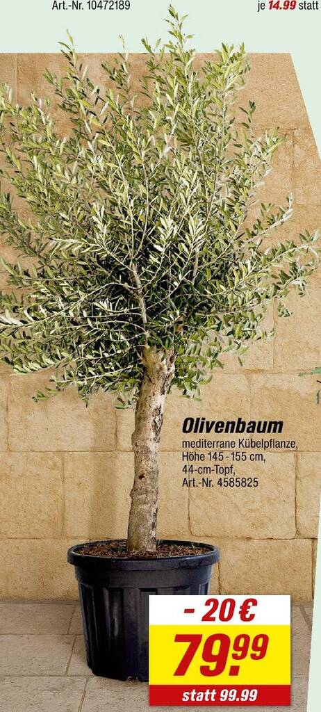 Olivenbaum Angebot bei toom Baumarkt Gltig von 27-04-2026