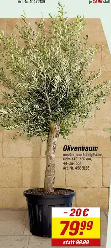 toom Baumarkt Olivenbaum Angebot