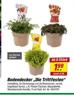 toom Baumarkt Bodendecker 'die trittfesten' Angebot