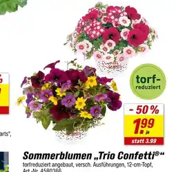toom Baumarkt Sommerblumen 'trio confetti' Angebot