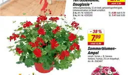 toom Baumarkt Sommerblumen-ampel Angebot