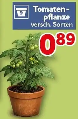 CENTERSHOP Tomatenpflanze Angebot