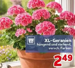 CENTERSHOP XL-Geranien Angebot