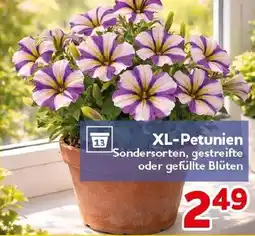 CENTERSHOP XL-Petunien Angebot