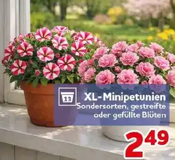 CENTERSHOP XL-Minipetunien Angebot