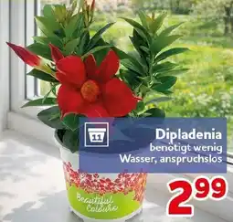 CENTERSHOP Dipladenia Angebot