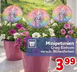 CENTERSHOP Minipetunien Angebot