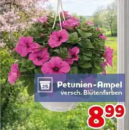 CENTERSHOP Petunien-Ampel Angebot