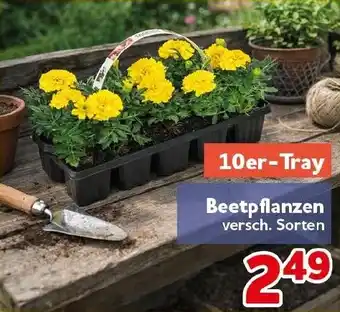 CENTERSHOP Beetpflanzen Angebot