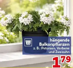 CENTERSHOP hängende Balkonpflanzen Angebot