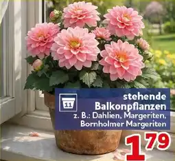 CENTERSHOP stehende Balkonpflanzen Angebot