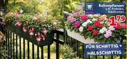 CENTERSHOP Balkonpflanzen Angebot