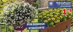 CENTERSHOP Balkonpflanzen Angebot