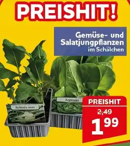 CENTERSHOP Gemüse und Salatjungpflanzen Angebot