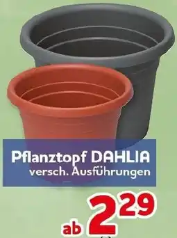CENTERSHOP Pflanztopf DAHLIA Angebot