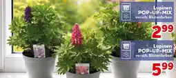 CENTERSHOP Lupinen POP-UP-MIX Angebot
