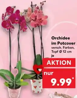 Kaufland Orchidee im Potcover Angebot