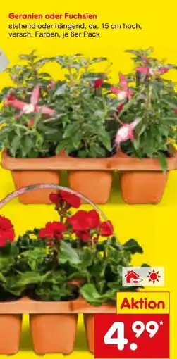 Netto Marken-Discount Geranien Angebot