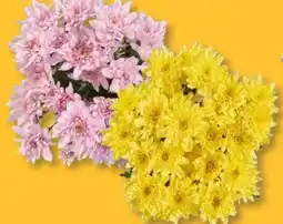 Lidl Chrysanthemen Strauß Angebot