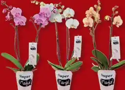 Lidl Phalaenopsis Angebot